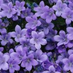 10 most beautiful purple flowers for the balcony garden