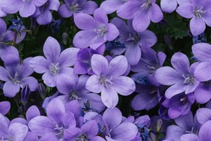 10 most beautiful purple flowers for the balcony garden