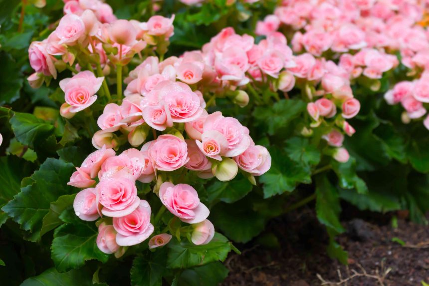 11 Foolproof Annuals to Plant If You're Just Getting Started With Gardening