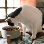 Blue Ridge Beef issued a recall of the Kitten Mix cat food after one customer reported an animal illness