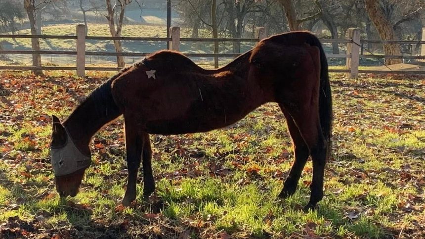 California horse discovery