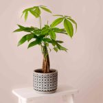 5 Easy Steps for Correctly Repotting Your Money Tree