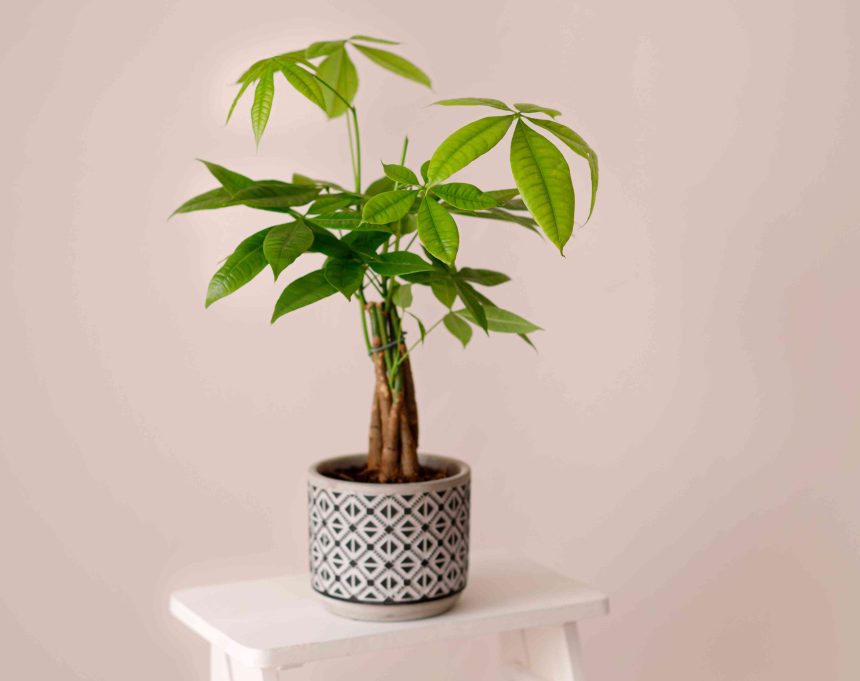 5 Easy Steps for Correctly Repotting Your Money Tree