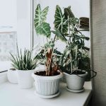 5 Pro-Approved Tips to Help Your Houseplants Survive a Dry Winter