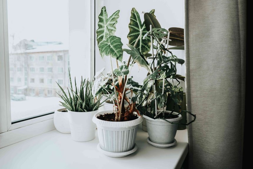 5 Pro-Approved Tips to Help Your Houseplants Survive a Dry Winter