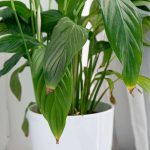 5 Reasons the Tips of Your Houseplants Are Turning Brown—and How to Fix It