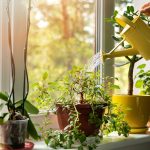 6 Easy Ways to Fix Overwatered Houseplants