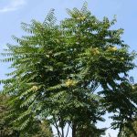 6 Invasive Trees You Should Never Plant, According to an Arborist and a Horticulturist