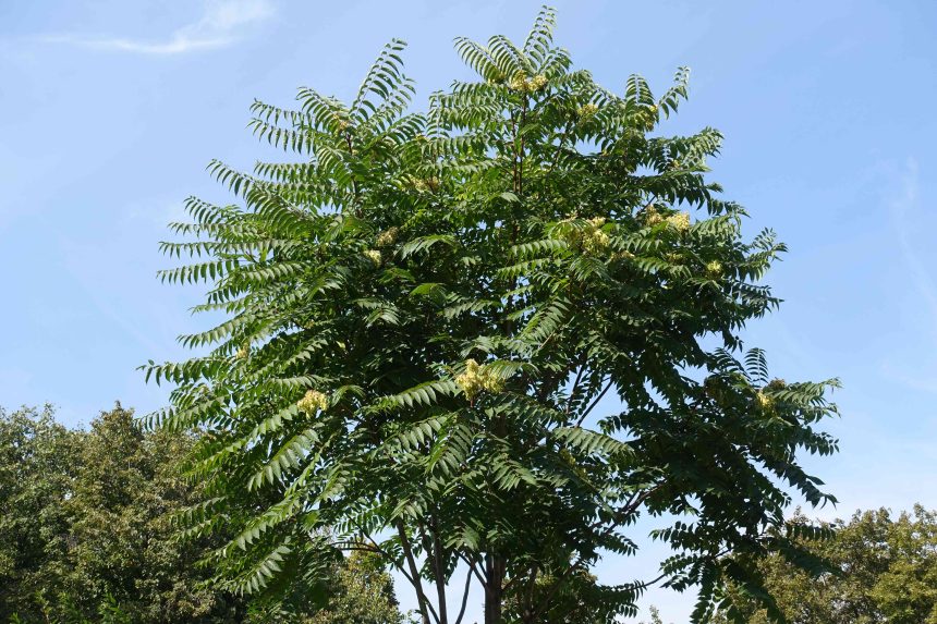 6 Invasive Trees You Should Never Plant, According to an Arborist and a Horticulturist