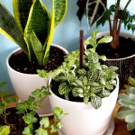 8 Perfect Houseplants for 2025, According to Plant Pros