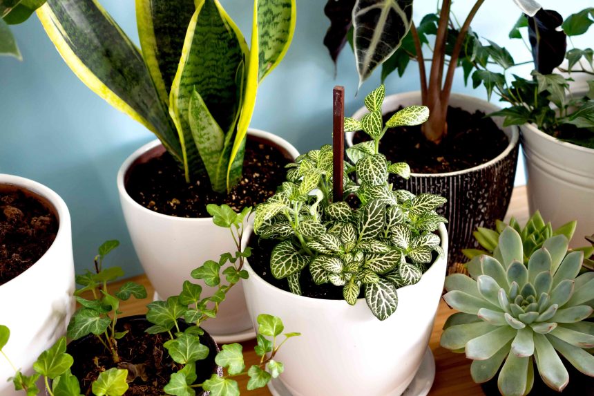 8 Perfect Houseplants for 2025, According to Plant Pros