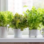 8 Tips for Growing Your Own Salad Greens Indoors