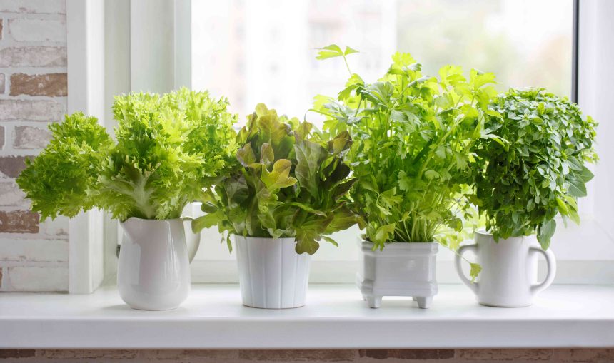 8 Tips for Growing Your Own Salad Greens Indoors