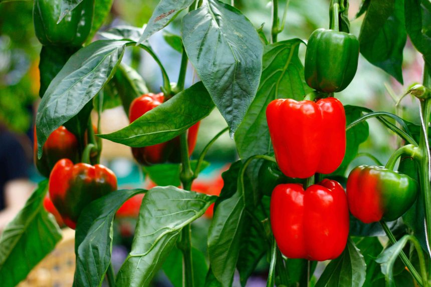 8 Vegetables That Thrive in Sandy Soil, According to Gardening Experts