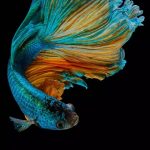 8 beautiful blue-coloured freshwater aquarium fish