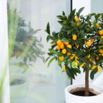 9 Fruit Trees You Can Grow Indoors, According to Horticulturists