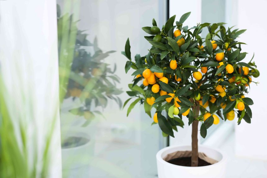 9 Fruit Trees You Can Grow Indoors, According to Horticulturists