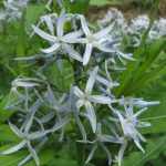 Amsonia tabernaemontana. Photograph by Kerry Woods via Flickr, from Quick Takes With: Margaret Roach.