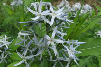 Amsonia tabernaemontana. Photograph by Kerry Woods via Flickr, from Quick Takes With: Margaret Roach.