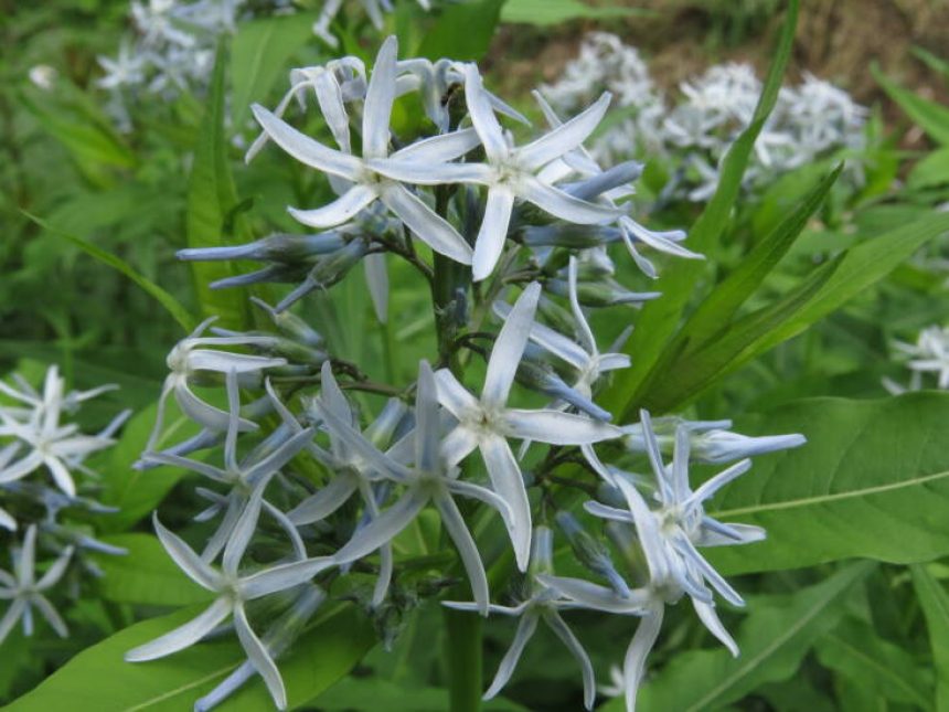 Amsonia tabernaemontana. Photograph by Kerry Woods via Flickr, from Quick Takes With: Margaret Roach.