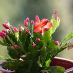 Boost Your Christmas Cactus Blooms with These Must-Know Fertilizing Tips