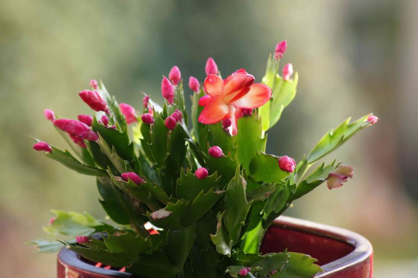 Boost Your Christmas Cactus Blooms with These Must-Know Fertilizing Tips