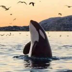 Can killer whales speak our language? Creepy audio reveals orcas mimicking human words