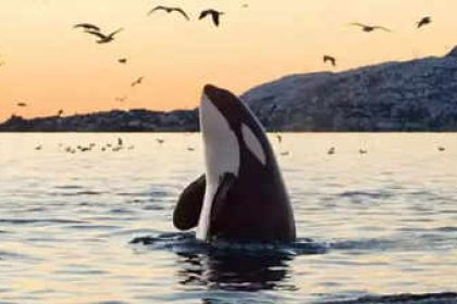 Can killer whales speak our language? Creepy audio reveals orcas mimicking human words