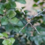 Chinese scientist names 16 spider species after pop songs of THIS artist