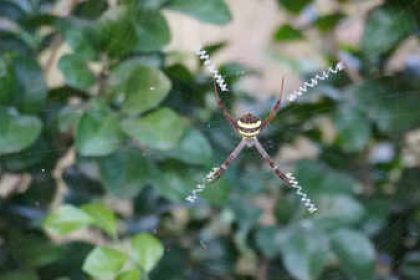 Chinese scientist names 16 spider species after pop songs of THIS artist