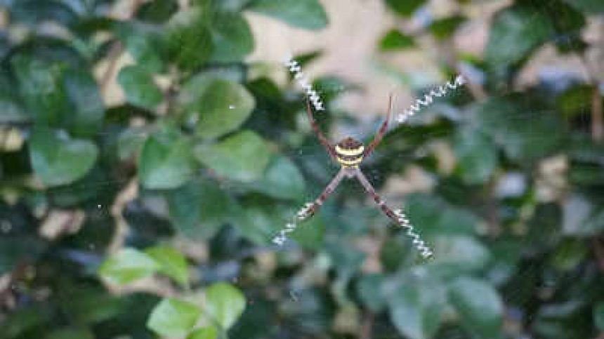 Chinese scientist names 16 spider species after pop songs of THIS artist