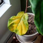 Ditch Fiddle Leaf Figs This Winter and Grow This Plant Instead (It's Beginner-Friendly!)