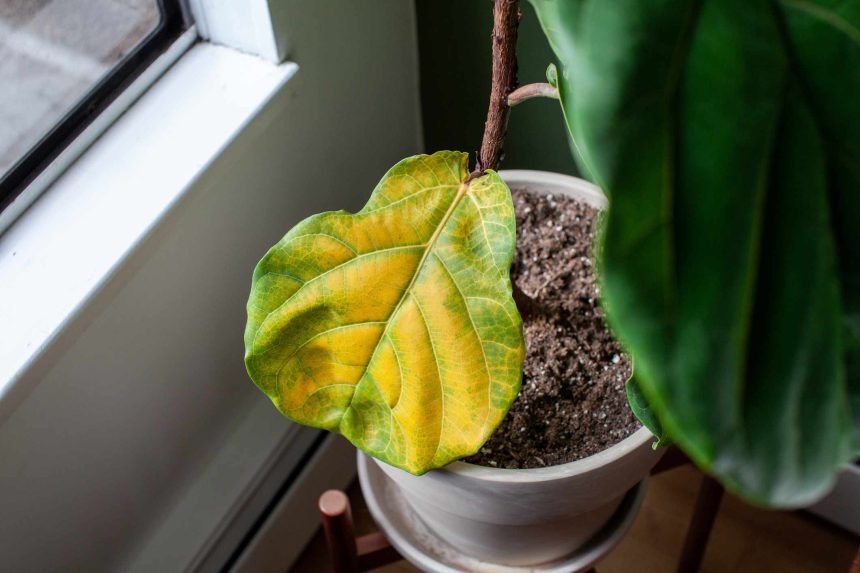 Ditch Fiddle Leaf Figs This Winter and Grow This Plant Instead (It's Beginner-Friendly!)