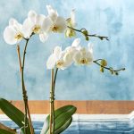 Don't Toss That Orchid After It Blooms—6 Expert Tips to Get More Flowers