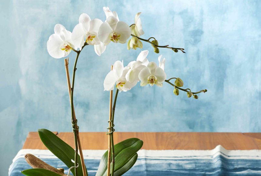 Don't Toss That Orchid After It Blooms—6 Expert Tips to Get More Flowers