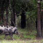 Feral hog