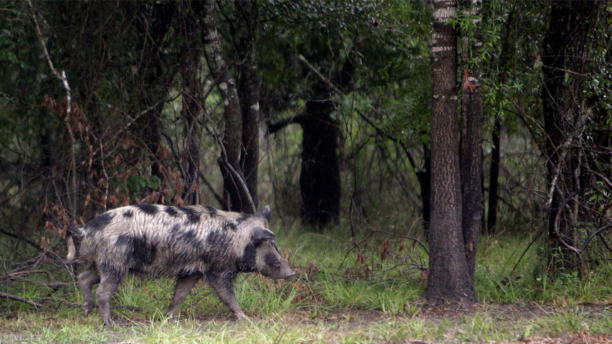 Feral hog