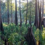 Finding Refuge in the Country’s Biggest Bald Cypress