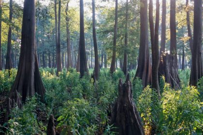 Finding Refuge in the Country’s Biggest Bald Cypress