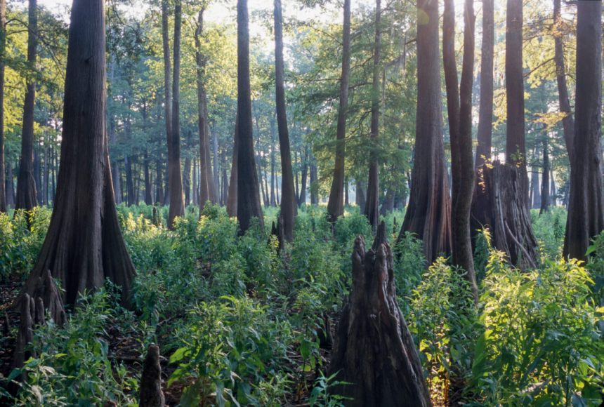 Finding Refuge in the Country’s Biggest Bald Cypress