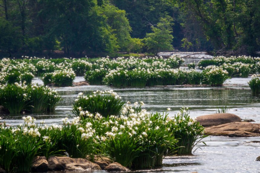 For the Love of Horses, Hounds, and History in South Carolina’s Olde English District