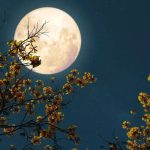 From wolf moon to blood moon: 11 full moons and what do they mean