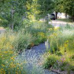 For a client in Ames, Iowa, Norris created a dry meadow gravel garden. He planted drifts of feathery Bouteloua gracilis ‘Honeycomb’, prairie coneflower (Ratibida columnifera), Rudbeckia ‘Sweet as Honey’, bright orange Asclepias tuberosa, quaking aspen trees into the sandy loam, and then topped the beds with five inches of ¼ inch pea gravel. Photography courtesy of Kelly D. Norris, from Ask the Expert: Horticulturist Kelly D. Norris on the