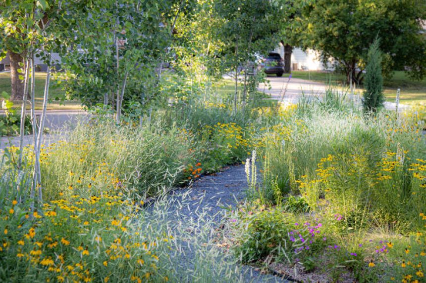 For a client in Ames, Iowa, Norris created a dry meadow gravel garden. He planted drifts of feathery Bouteloua gracilis ‘Honeycomb’, prairie coneflower (Ratibida columnifera), Rudbeckia ‘Sweet as Honey’, bright orange Asclepias tuberosa, quaking aspen trees into the sandy loam, and then topped the beds with five inches of ¼ inch pea gravel. Photography courtesy of Kelly D. Norris, from Ask the Expert: Horticulturist Kelly D. Norris on the