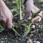 Growing Asparagus From Seed Is Easy—Here's How to Do It Successfully