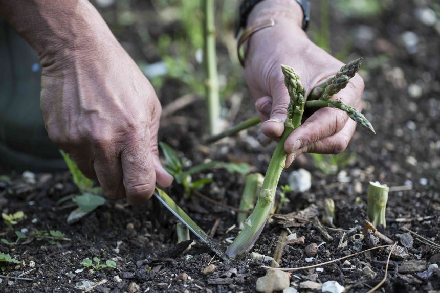 Growing Asparagus From Seed Is Easy—Here's How to Do It Successfully