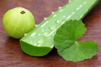 How to use Amla and Aloe Vera to stop hair fall