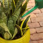 Here's How Often You Should Be Watering Your Snake Plant