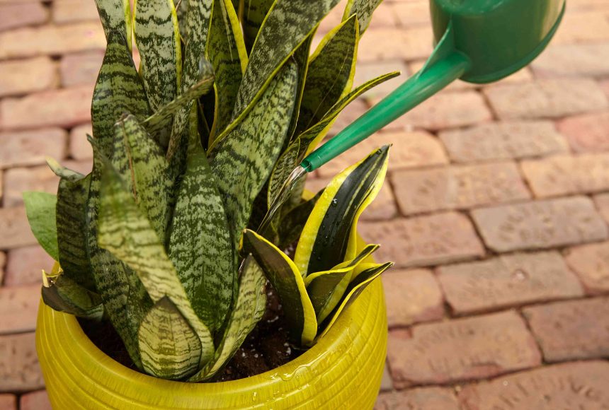 Here's How Often You Should Be Watering Your Snake Plant