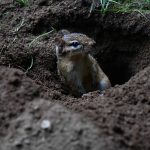 How To Keep Chipmunks From Damaging Your Lawn And Garden